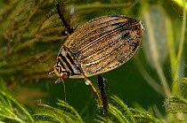 Female Lesser Diving Beetle (Acilius sulcatus), Worcestershire, England.