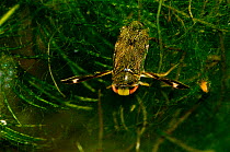 The Lesser Water Boatman (Corixa punctata) resting on Soft Hornwort (Ceratophyllum submersum) in pond, captive, England.