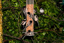 Eight Long-tailed Tits (Aegithalos caudatus) on bird feeder attached to Downy Birch (Betula pubescens) tree, Herefordshire, UK