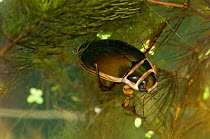 Male Great Diving Beetle (Dytyiscus marginalis) on Soft Hornwort (Ceratophllum submersum) in pond, Herefordshire, England, UK.