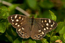 Speckled Wood (Pararge aegeria) at rest with wings open on Bilberry (Vaccinium myrtillus) Herefordshire, England, UK, August