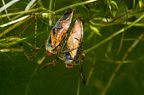 Spotted Backswimmer (Notonecta maculata) on the back of the Common Backswimmer (Notonecta glauca) with Horned Pondweed (Zannichellia palustris) in pond, captive, England.