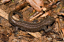 Immature Great Crested Newt (Triturus cristatus) in terrestrial phase, Herefordshire, England, UK, May
