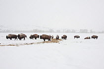 Herd of Bison (Bison bison) feeding on hay in snow, winter, Brush Creek Ranch, Saratoga, Wyoming, USA, February 2010