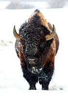 Bison (Bison bison) in snow, winter, Brush Creek Ranch, Saratoga, Wyoming, USA, February