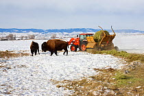 Bison (Bison bison) being fed hay in winter, Brush Creek Ranch, Saratoga, Wyoming, USA, February 2010
