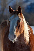 Horse in winter, Brush Creek Ranch, Saratoga, Wyoming, USA, February
