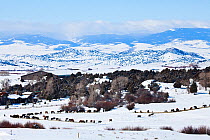 Cattle feeding on hay on western ranch in winter, Brush Creek Ranch, Saratoga, Wyoming, USA, February 2010