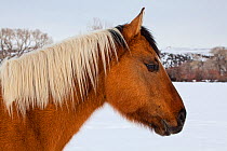 Horse in winter, Brush Creek Ranch, Saratoga, Wyoming, USA, February 2010
