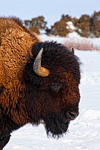Bison (Bison bison) in snow, Brush Creek Ranch, Saratoga, Wyoming, USA, February 2010