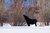 Moose (Alces alces) grazing on bushes in snow, Brush Creek Ranch, Saratoga, Wyoming, USA, February 2010