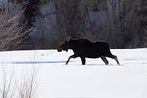 Moose (Alces alces) walking through deep winter snow, Brush Creek Ranch, Saratoga, Wyoming, USA, February 2010