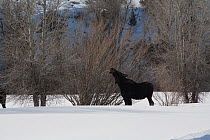 Moose (Alces alces) grazing on bushes in snow, Brush Creek Ranch, Saratoga, Wyoming, USA, February 2010