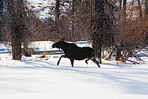 Moose (Alces alces) walking through deep snow, Brush Creek Ranch, Saratoga, Wyoming, USA, February 2010
