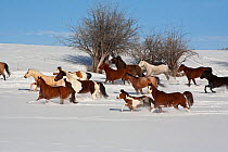 Herd of horses running through winter landscape,  Brush Creek Ranch, Saratoga, Wyoming, USA, February 2010