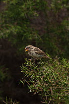 Medium Ground Finch (Geospiza fortis) perched, singing, Puerto Ayora, Santa Cruz Island, Galapagos, Endemic