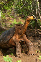 Galapagos Giant Tortoise, Saddleback form (Geochelone elephantophus hoodensis / Chelonoidis nigra hoodensis) Charles Darwin Research Station, Puerto Ayora, Santa Cruz Island, Galapagos