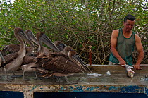 Brown pelicans (Pelecanus occidentalis urinator) being fed fish waste by fisherman in fishmarket, Puerto Ayora, Santa Cruz Island, Galapagos