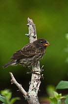 Medium Ground Finch (Geospiza fortis) perched,  Puerto Ayora, Santa Cruz Island, Galapagos, Endemic