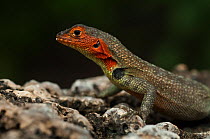 Lava Lizard (Microlophus / Tropidurus albemarlensis) female, Puerto Ayora, Santa Cruz, Galapagos Islands