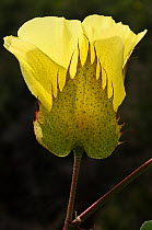 Galapagos Cotton (Gossypium barbadense var. darwinii) flower, Santa Cruz Island, Galapagos Islands