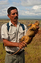 Land iguana (Conolophus subcristatus) held by warden at ruins of USA military base, Baltra Island, Galapagos Islands, born on the island from re-introduced parents. April 2008