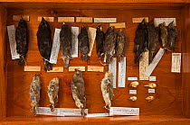 Finch specimens (Emberizidae) at the Charles Darwin Research Station, Puerto Ayora, Santa Cruz Island, Galapagos Islands