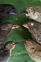 Finch specimens at the Charles Darwin Research Station, Puerto Ayora, Santa Cruz Island, Galapagos Islands, L to R Top: Large Ground Finch (Geospiza magnirostris), Woodpecker Finch (Cactospiza pallidu...