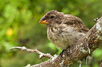 Medium Ground Finch (Geospiza fortis) perched, Puerto Ayora, Santa Cruz Island, Galapagos, endemic