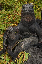 Marine iguana (Amblyrhynchus cristatus) large and small individual, Puerto Ayora, Santa Cruz Island, Galapagos Islands, Endemic, Vulnerable species