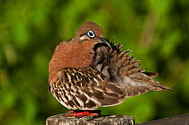 Galapagos dove (Zenaida galapagoensis) Puerto Ayora, Santa Cruz Island, Galapagos Islands, endemic