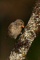Small tree finch (Camarhynchus parvulus) perched,  Highlands of Santa Cruz Island, Galapagos Islands, endemic
