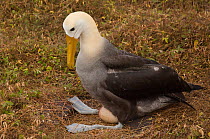 Waved albatross (Phoebastria irrorata) incubating egg on nest, Punta Suarez, Espanola Island, Galapagos Islands, Critically endangered species