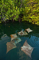 Golden cownose rays (Rhinoptera steindachneri) in protected mangrove lagoon, Santa Cruz Island, Galapagos Islands