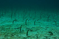 Galapagos garden eels (Heteroconger / Taenioconger klausewitzi) on seabed, Galapagos Islands