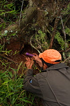 Galapagos / Dark rumped petrel (Pterodroma phaeopygia) nesting burrow being inspected by a Park Warden for breeding status. Highlands of Santa Cruz Island, Galapagos Islands, Critically endangered spe...
