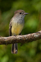 Galapagos / large billed flycatcher (Myiarchus magnirostris) perched, Santiago Island, Galapagos Islands, endemic