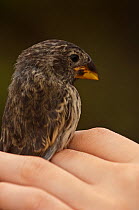 Medium Ground Finch (Geospiza fortis) held in hand, Avian pox research, Puerto Ayora, Santa Cruz Island, Galapagos, Endemic