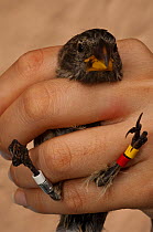 Medium Ground Finch (Geospiza fortis) held in hand, ringed for Avian pox research, Puerto Ayora, Santa Cruz Island, Galapagos, Endemic