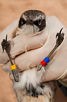 Galapagos mockingbird (Nesomimus / Mimus parvulus) captive, being handled for research purposes, Santiago Island, Galapagos Islands, endemic.