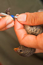 Small Ground Finch (Geospiza fuliginosa) being ringed for Avian pox research, Puerto Ayora, Santa Cruz Island, Galapagos, endemic