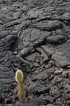 Cactus growing in Pahoehoe lava, a smooth lava with patterns formed as result of magma containing a large amount of gas, Santiago Island, Galapagos Islands