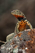 Lava lizard (Microlophus / Tropidurus albemarlensis) male, Puerto Ayora, Santa Cruz, Galapagos Islands