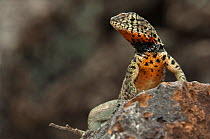 Lava lizard (Microlophus / Tropidurus albemarlensis) male, Puerto Ayora, Santa Cruz, Galapagos Islands
