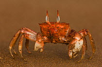 Ghost crab (Ocypode gaudichaudii) Santiago Island, Galapagos Islands