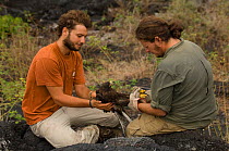 Scientists from the Charles Darwin Research Station record, ring and take biological samples from wild Galapagos Hawk (Buteo galapagoensis) Espanola Island, Galapagos Islands, Vulnerable species,endem...