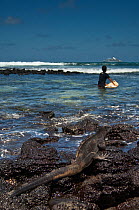 Marine iguana (Amblyrhynchus cristatus) on shore with boy going out to surf in the background, and cruise ship in the distance, Puerto Ayora, Santa Cruz Island, Galapagos Islands, Endemic, Vulnerable...