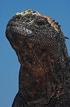 Marine iguana (Amblyrhynchus cristatus) portrait, Puerto Ayora, Santa Cruz Island, Galapagos Islands, Endemic, Vulnerable species