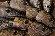 Fish at the fishmarket, Tuna (Thunnus sp) and Wahoo (Acanthocybium solandri) Puerto Ayora, Santa Cruz Island, Galapagos Islands