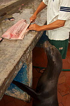 Galapagos sea lion (Zalophus wollebaeki) being fed fish waste by fisherman in fishmarket, Puerto Ayora, Santa Cruz Island, Galapagos Islands, Endangered species